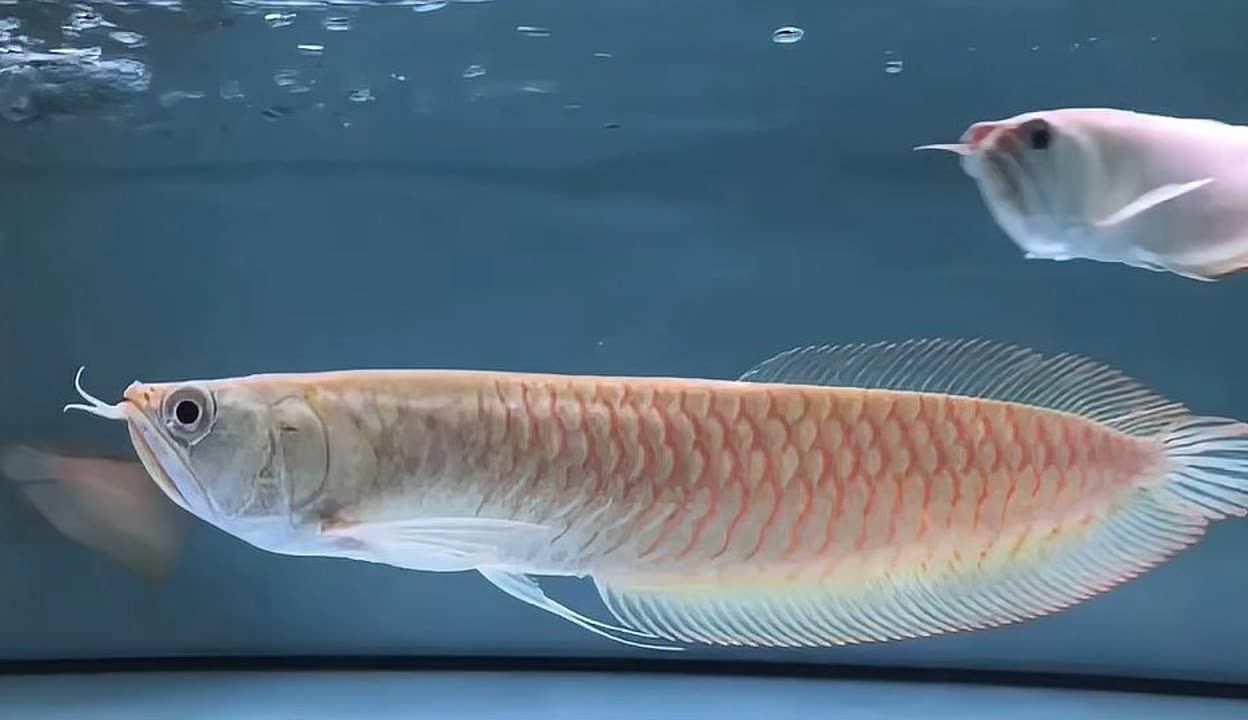 銀龍魚鯊魚嘴怎么看（判斷銀龍魚是否擁有鯊魚嘴的一些關鍵點，銀龍魚嘴的特征）