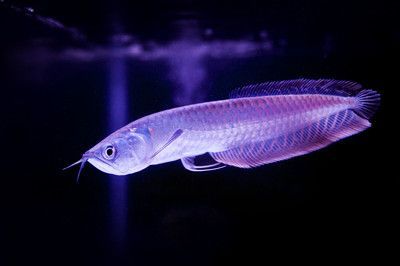 銀龍魚鯊魚嘴怎么看（判斷銀龍魚是否擁有鯊魚嘴的一些關鍵點，銀龍魚嘴的特征）