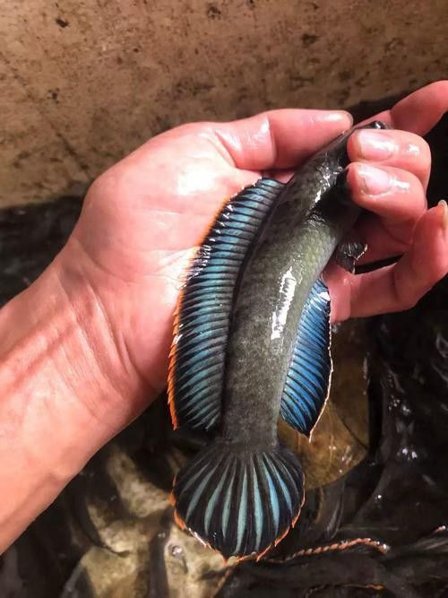 彩虹雷龍魚(yú)怎么分公母圖片