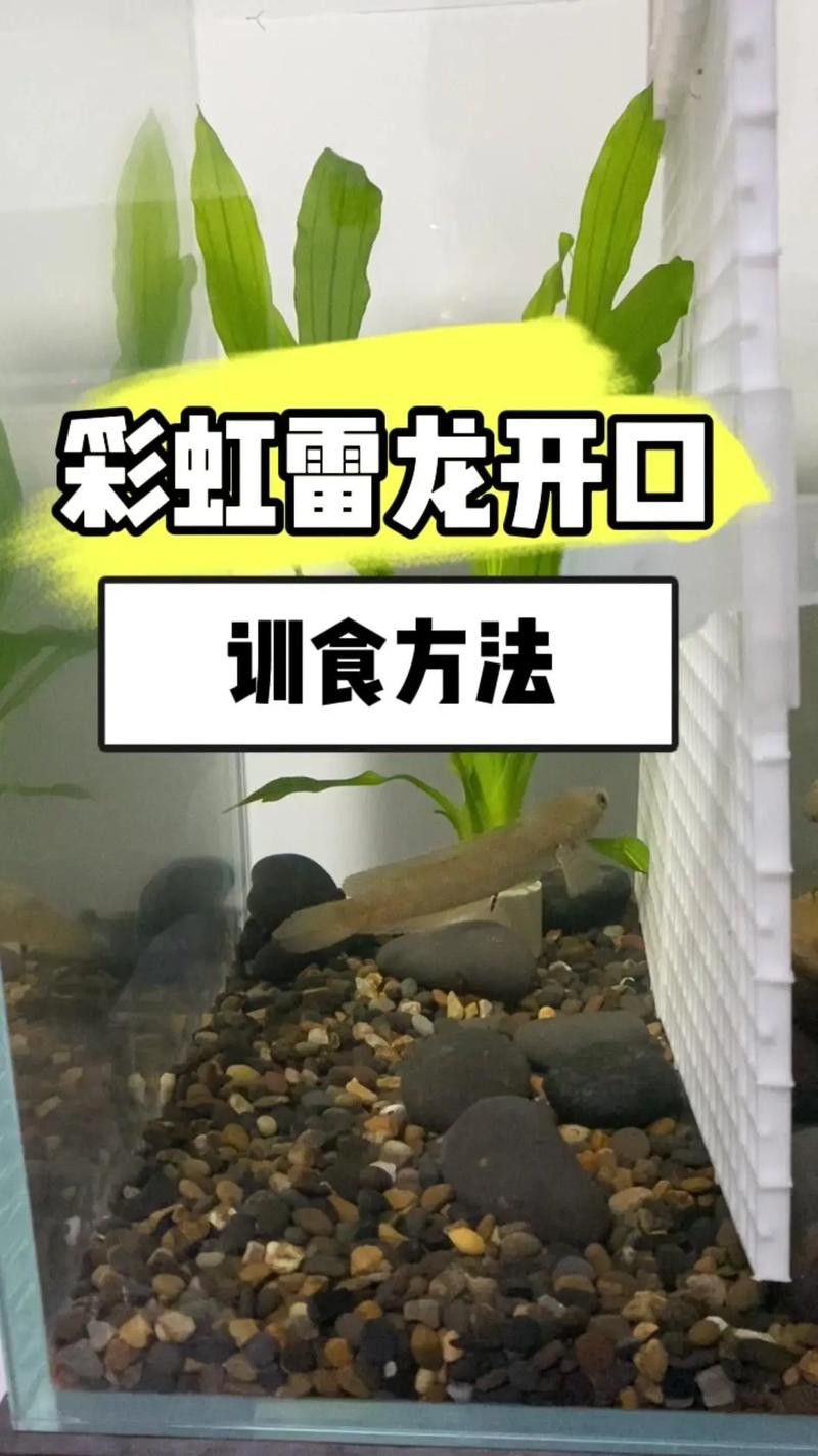 彩虹雷龍魚(yú)怎么分公母圖片