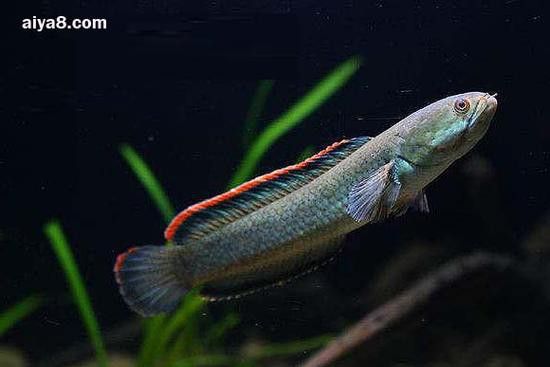 彩虹雷龍魚(yú)怎么分公母圖片