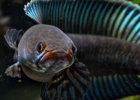 彩虹雷龍魚(yú)怎么分公母圖片