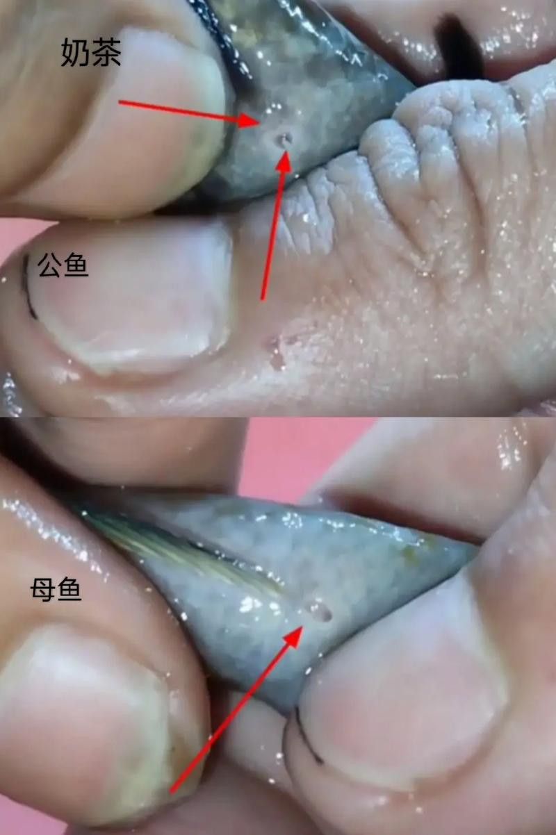 彩虹雷龍魚(yú)怎么分公母圖片