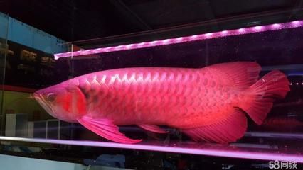 龍魚專賣店：淮北龍魚專賣店特色品種介紹