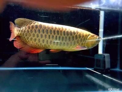 龍魚專賣店：淮北龍魚專賣店特色品種介紹