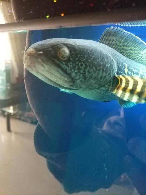 雷龍魚蒙眼能自愈嗎圖片