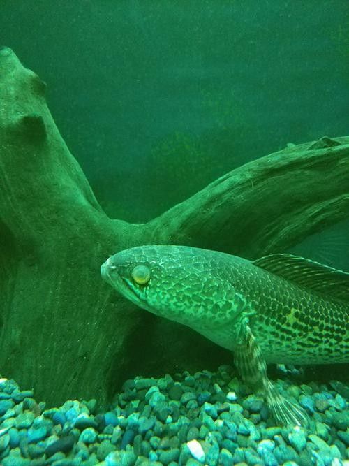 雷龍魚蒙眼能自愈嗎圖片