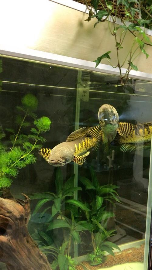 雷龍魚蒙眼能自愈嗎圖片
