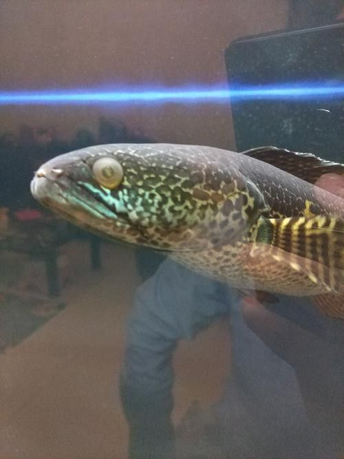 雷龍魚蒙眼能自愈嗎圖片