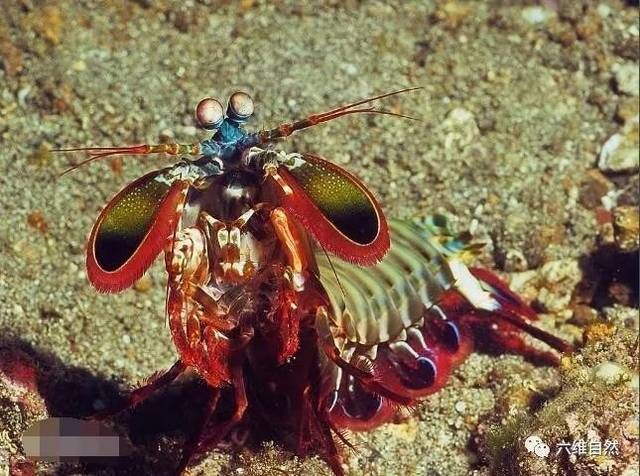 金龍魚吃什么最好：金龍魚吃什么食物最好