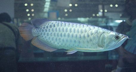 金龍魚吃什么最好：金龍魚吃什么食物最好