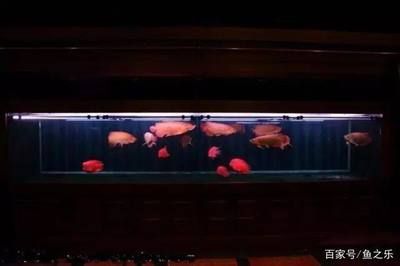 龍魚和鸚鵡混養用什么燈光？：龍魚和鸚鵡魚混養飼料選擇混養魚缸布置建議