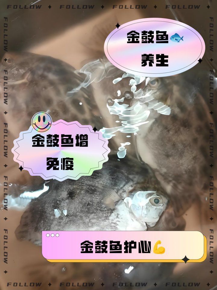 金鼓魚的功效與作用