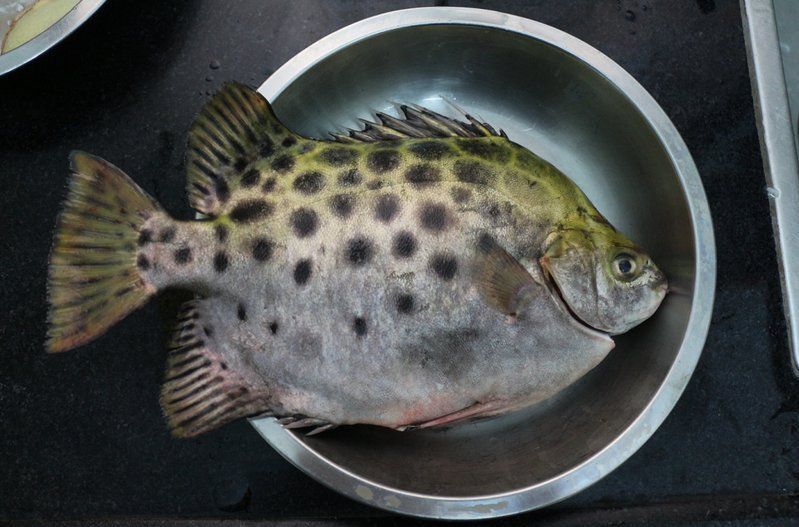 金鼓魚的功效與作用