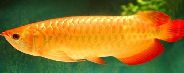 紅龍魚貴還是金龍的貴一點(diǎn)呢（如何鑒別優(yōu)質(zhì)金龍魚，金龍魚與紅龍魚的區(qū)別）