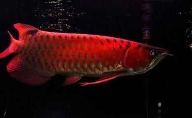 買紅龍魚去什么地方買最好：紅龍魚的產地、品種、價格以及購買渠道的可靠性