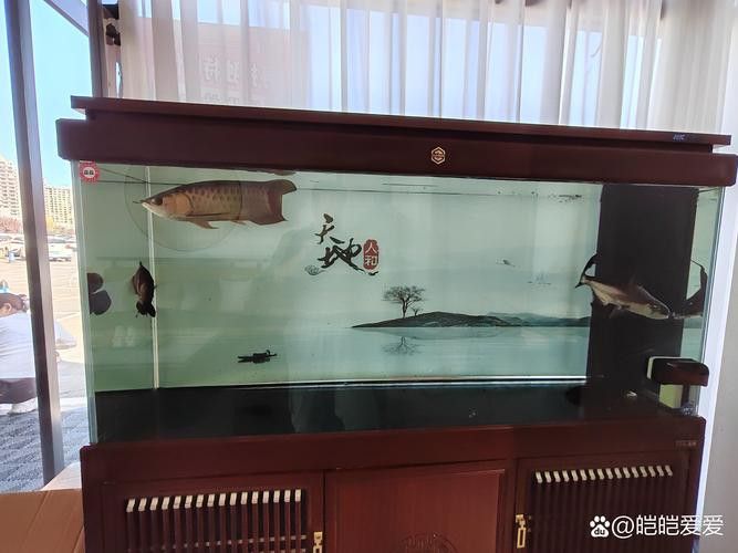 金龍魚缸配魚