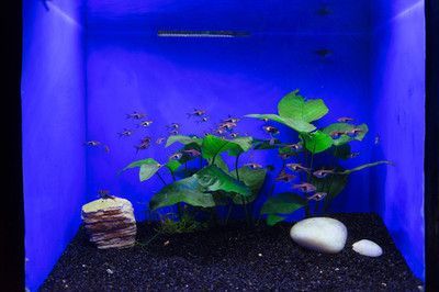 紅龍魚缸背景圖哪個好看點（紅龍魚缸用什么背景顏色比較好）