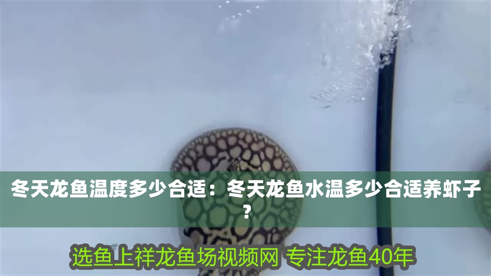 冬天龍魚溫度多少合適:冬天龍魚水溫多少合適養蝦子? 龍魚百科 第1張 冬天龍魚溫度多少合適:冬天龍魚水溫多少合適養蝦子? 冬天龍魚溫度多少合適:冬天龍魚水溫多少合適養蝦子? 龍魚百科 第1張