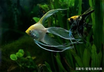 龍魚喂魚肉需要拔刺嗎，龍魚喂食需要拔除魚刺嗎