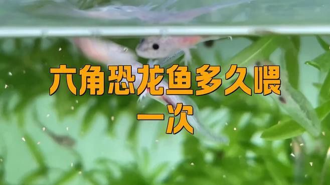 剛買回來的六角龍魚多久才喂食