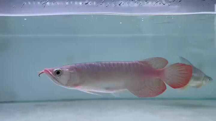 西安龍魚活體實體店在哪里啊多少錢