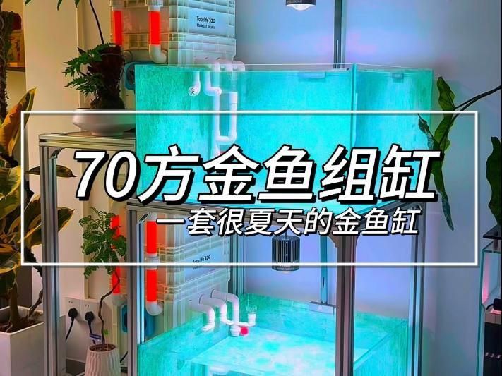 金魚飼養需要哪些設備？