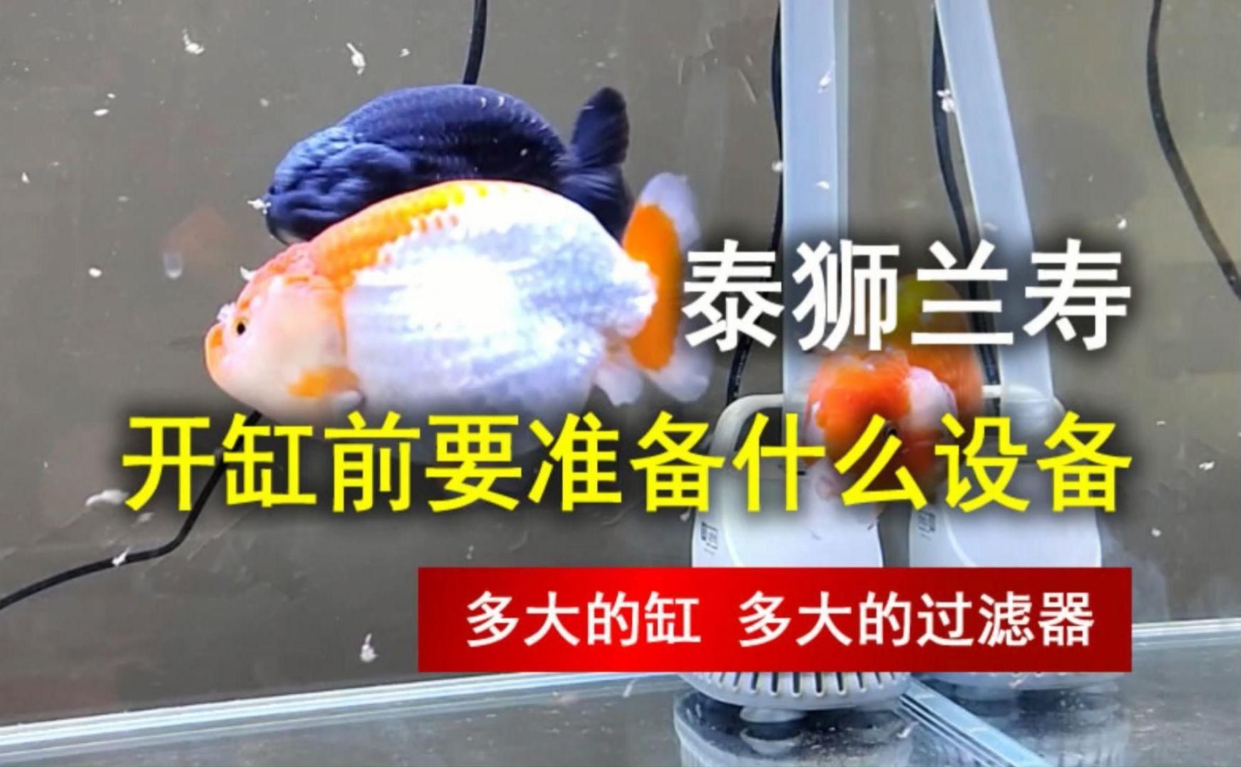 金魚飼養需要哪些設備？