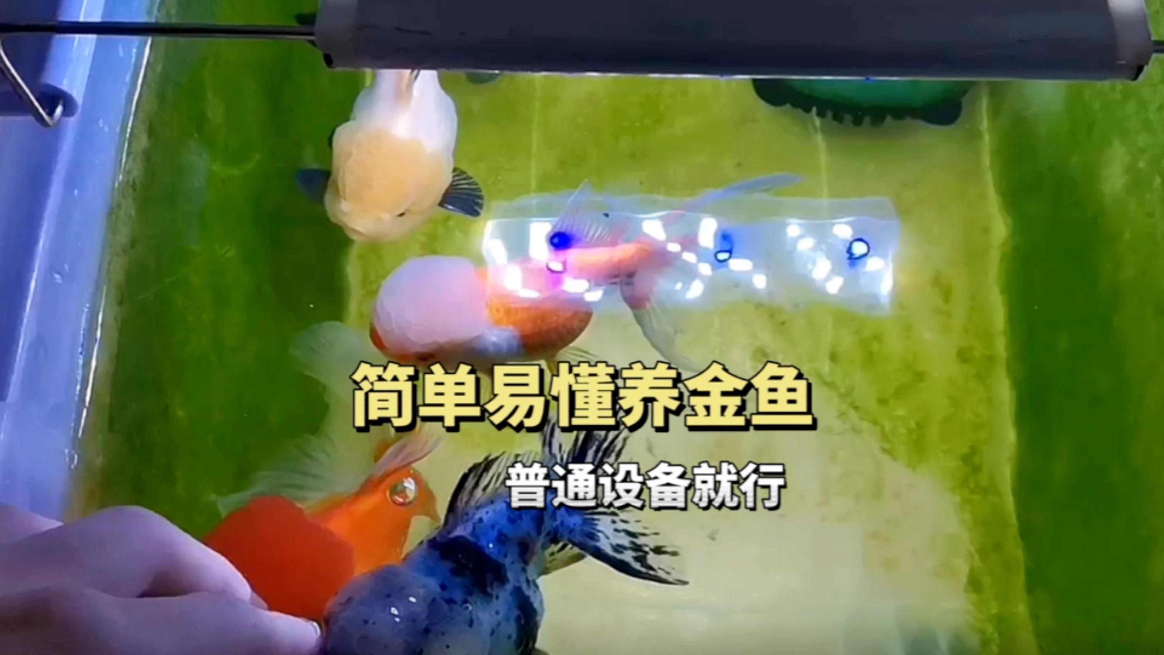 金魚飼養需要哪些設備？