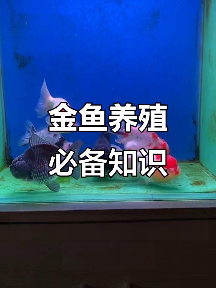 金魚飼養需要哪些設備？