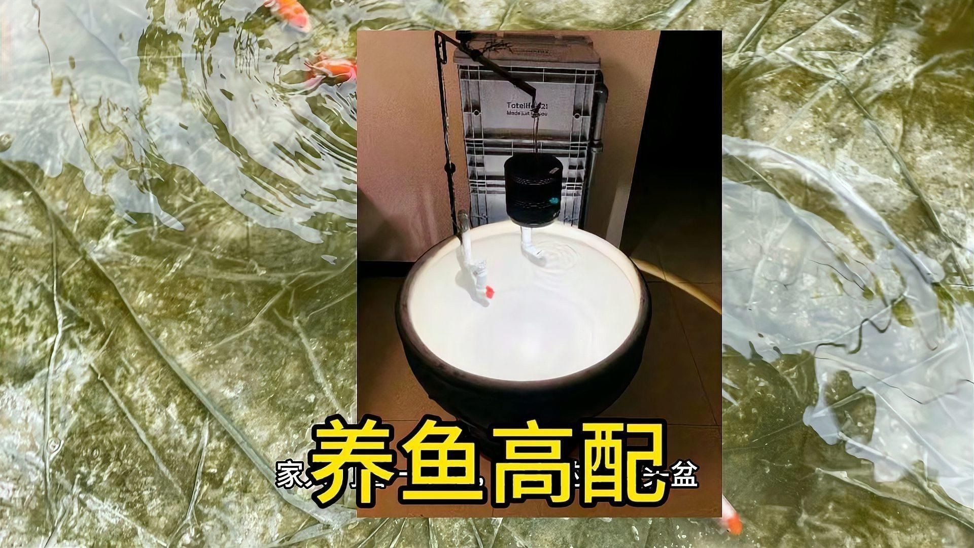 金魚飼養需要哪些設備？