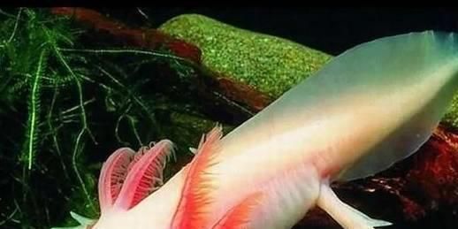龍魚咬人疼不疼：龍魚咬人會導致一定程度的疼痛