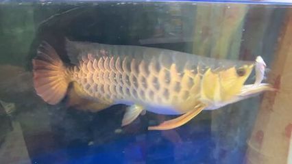 金龍魚最多可以餓多久：金龍魚可以忍受饑餓多久？