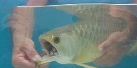 金龍魚最多可以餓多久：金龍魚可以忍受饑餓多久？