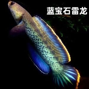 幻彩藍(lán)寶石雷龍魚缸大小的飼養(yǎng)技巧雷龍魚的飼養(yǎng)技巧：幻彩藍(lán)寶石雷龍魚的飼養(yǎng)
