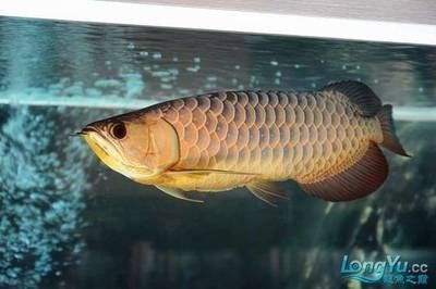 龍魚飼養(yǎng)條件是什么意思：龍魚飼養(yǎng)條件是怎樣的？