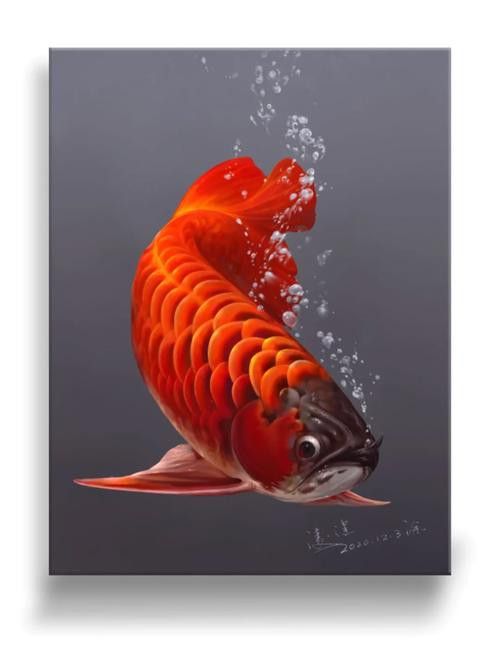 有沒有高清的紅龍魚壁紙？