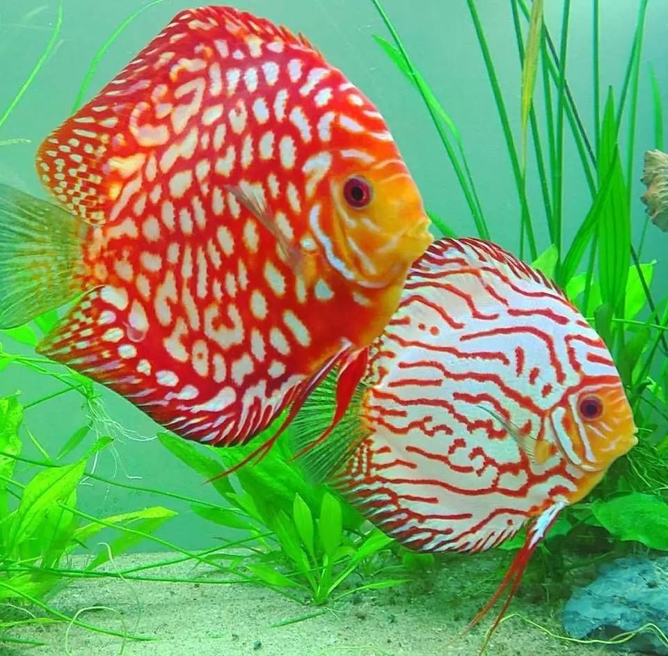 七彩神仙可以和龍魚虎魚混養(yǎng)嗎：七彩神仙可以和龍魚、虎魚混養(yǎng)嗎