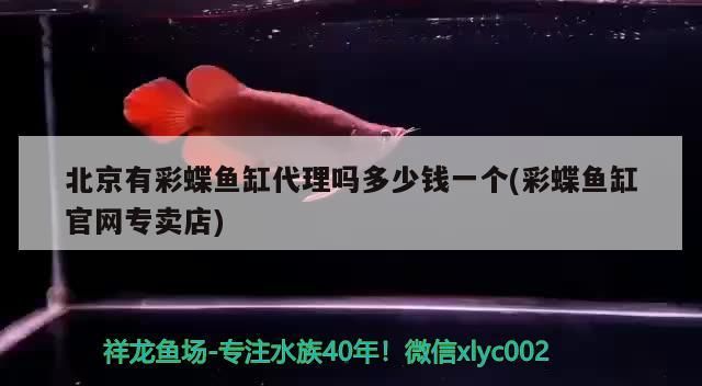 紅龍魚混養(yǎng)什么魚好養(yǎng)：紅龍魚混養(yǎng)最佳搭配