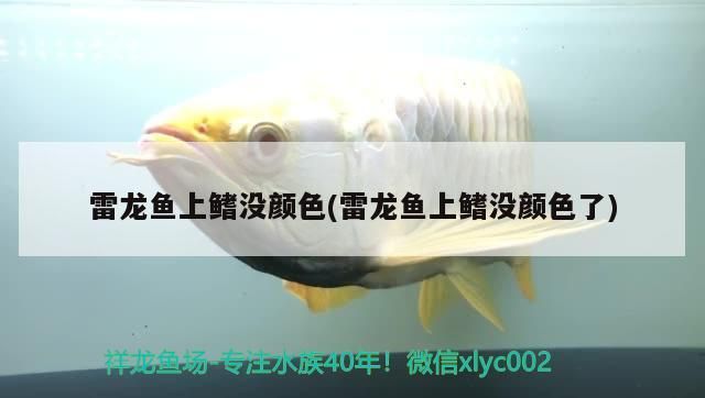 紅龍魚混養(yǎng)什么魚好養(yǎng)：紅龍魚混養(yǎng)最佳搭配