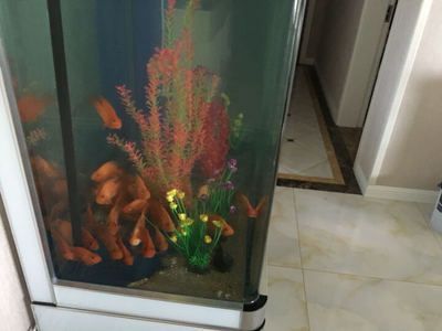 龍魚缸多少錢一個(gè)小時(shí)：龍魚缸租賃價(jià)格怎么算