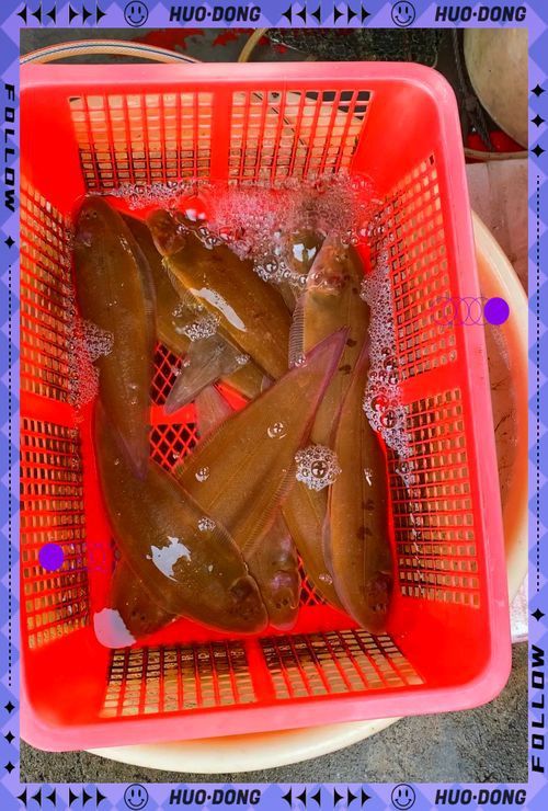 龍利魚和巴沙魚的圖片