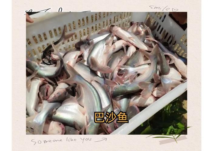 龍利魚和巴沙魚的圖片