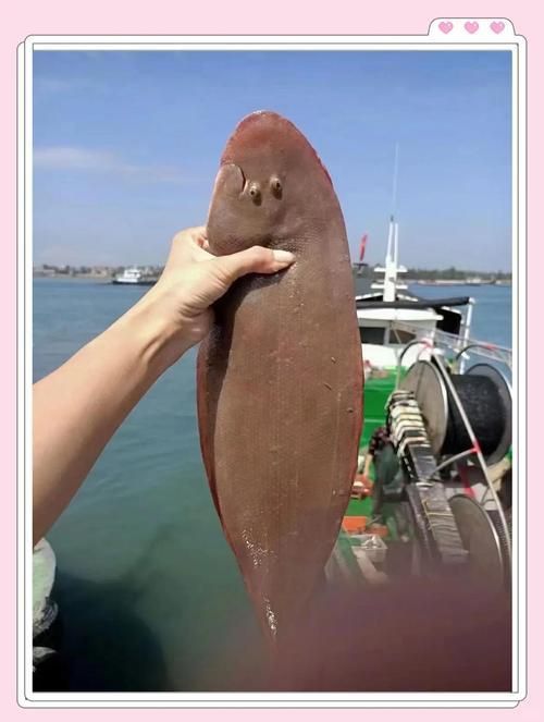 龍利魚和巴沙魚的圖片