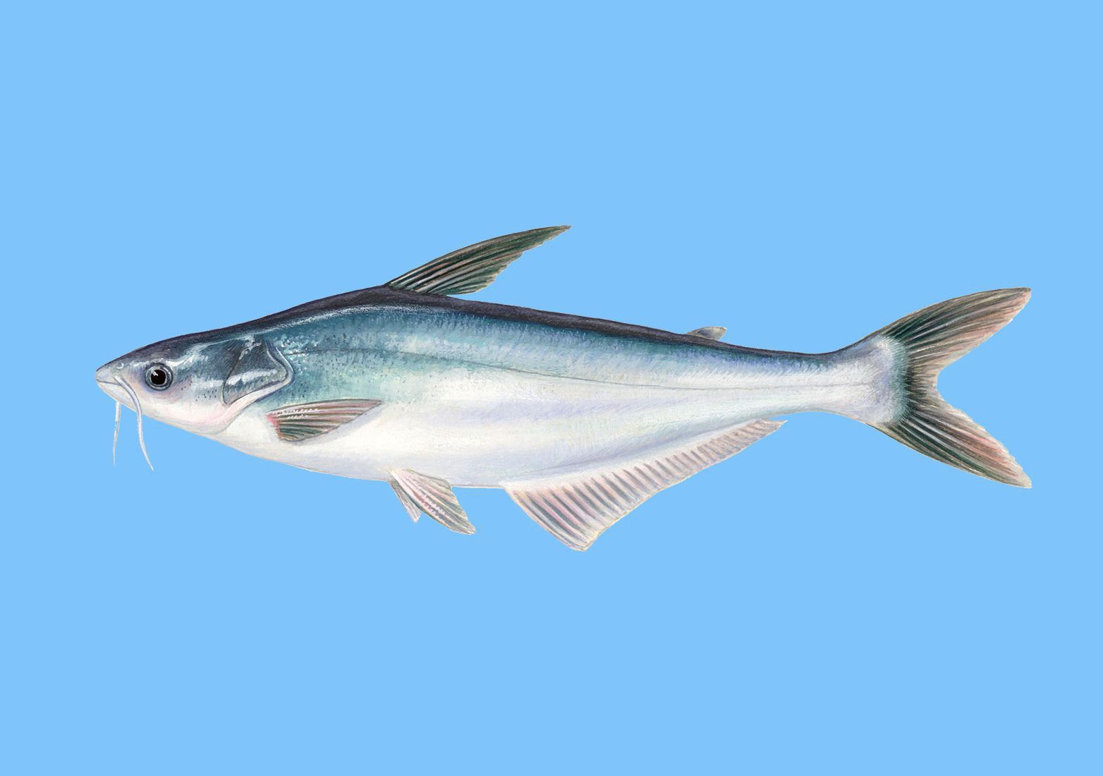 龍利魚和巴沙魚的圖片