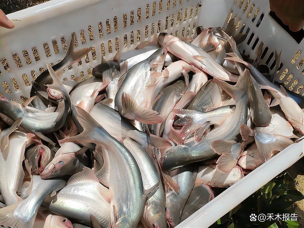 龍利魚和巴沙魚的圖片