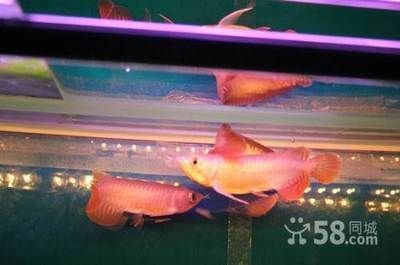金龍魚與羅漢魚混養：金龍魚與羅漢魚可以混養嗎？