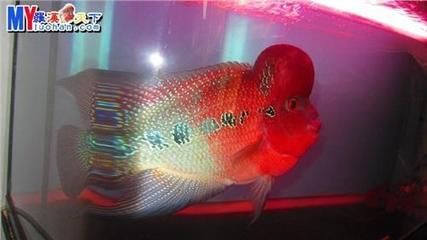 金龍魚與羅漢魚混養：金龍魚與羅漢魚可以混養嗎？