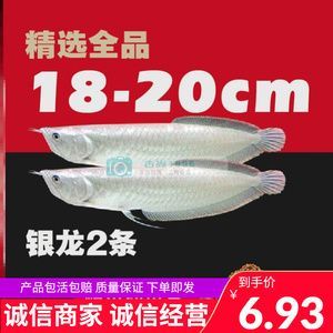 金龍魚和紅龍魚，哪個是招財魚？：金龍魚和紅龍魚哪個是招財魚