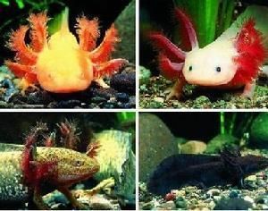 六角恐龍魚長什么樣，六角恐龍魚是一種外觀獨特、體色多變的兩棲動物